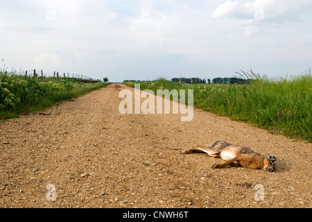 Unione lepre (Lepus europaeus), animale correre su giacente su un sentiero di ghiaia tra prati, Austria, Burgenland, Neusiedler See Parco Nazionale Foto Stock