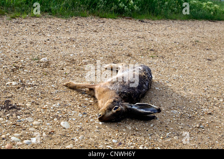 Unione lepre (Lepus europaeus), animale correre su giacente su un sentiero di ghiaia tra prati, Austria, Burgenland, Neusiedler See Parco Nazionale Foto Stock