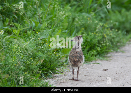 Pavoncella (Vanellus vanellus), chick permanente al bordo di un tracciato, Austria, Burgenland, Neusiedler See Parco Nazionale Foto Stock