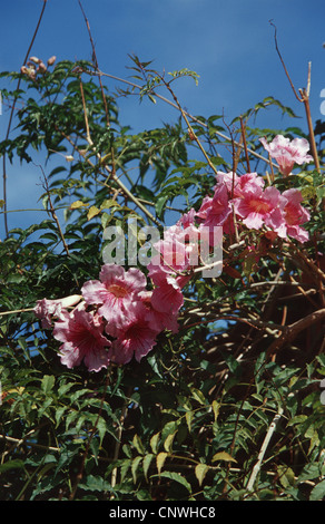 Podranea, Rosa tromba Vine Bignone Rose (Podranea ricasoliana), fioritura Foto Stock