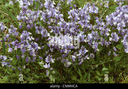 Chalk milkwort (Polygala calcarea), fioritura, Germania Foto Stock