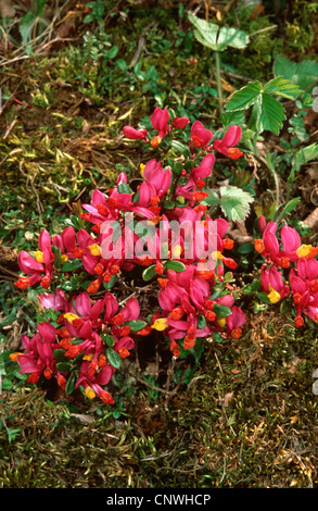 Arbustiva Milkwort (Polygala chamaebuxus), fioritura, Germania Foto Stock