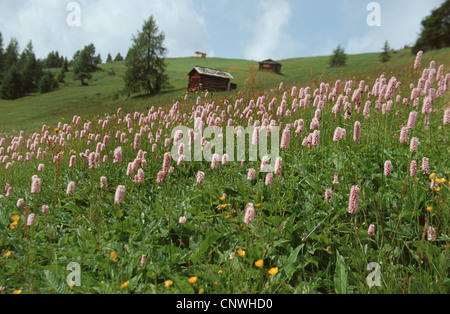 Bistort comune, prato bistort (Polygonum bistorta, Bistorta major), che fiorisce in un prato di montagna, Germania Foto Stock