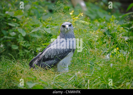 Nero-chested poiana-eagle (Geranoaetus melanoleucus), seduta in erba Foto Stock