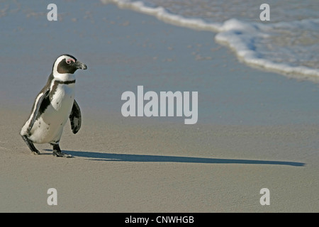 Jackass penguin, African penguin, nero-footed penguin (Spheniscus demersus), passeggiate sulla spiaggia, Sud Africa, Western Cape, Table Mountain National Park, Simonstown Foto Stock