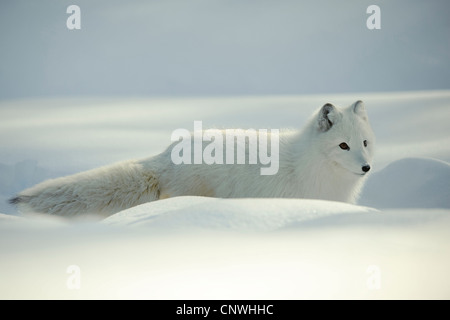 Volpe Artica, volpe polare (Alopex lagopus, Vulpes lagopus), cucciolo nella neve, Norvegia, Lauvsnes Foto Stock