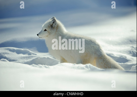 Volpe Artica, volpe polare (Alopex lagopus, Vulpes lagopus), cucciolo nella neve, Norvegia, Lauvsnes Foto Stock