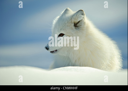 Volpe Artica, volpe polare (Alopex lagopus, Vulpes lagopus), cucciolo nella neve, Norvegia, Lauvsnes Foto Stock