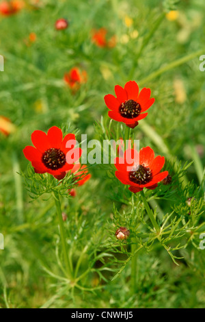 Adonis annua (Adonis annua), fioritura, Grecia, Peloponnes Foto Stock