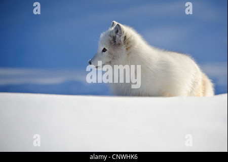 Volpe Artica, volpe polare (Alopex lagopus, Vulpes lagopus), pup in snow, Norvegia, Lauvsnes Foto Stock