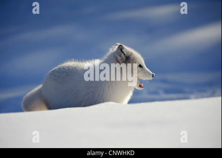 Volpe Artica, volpe polare (Alopex lagopus, Vulpes lagopus), sbadigli pup in snow, Norvegia, Lauvsnes Foto Stock
