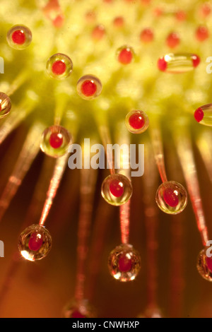 Round-lasciava sundew, roundleaf sundew (drosera rotundifolia), macro shot della ghiandola tentacoli, in Germania, in Baviera Foto Stock