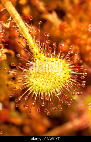 Round-lasciava sundew, roundleaf sundew (drosera rotundifolia), macro shot di foglie con premistoppa tentacoli, in Germania, in Baviera Foto Stock