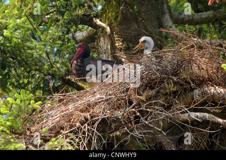 Cicogna Nera (Ciconia nigra), femmina con quattro settimane bambino presso l'aerie in un vecchio abete, in Germania, in Baviera, Alta Baviera, Baviera superiore Foto Stock