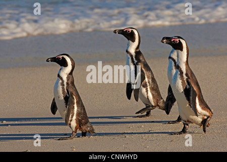 Jackass penguin, African penguin, nero-footed penguin (Spheniscus demersus), tre individui di camminare sulla spiaggia, Sud Africa, Western Cape, Table Mountain National Park Foto Stock