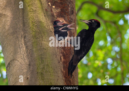 Picchio nero (Dryocopus martius), alimentazione maschio tre accattonaggio nidiacei in un vecchio faggio, in Germania, in Baviera, Isental Foto Stock