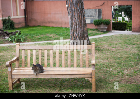 Cat seduta sul banco vicino al cimitero protestante di Roma, Italia, Europa Foto Stock