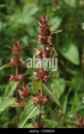 Calcare woundwort (Stachys alpina), fioritura, Germania Foto Stock