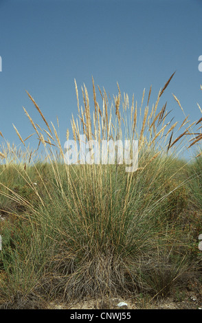 Sparto, grigio-verde needlegrass, grigio-verde (needlegrass Stipa tenacissima), fioritura Foto Stock