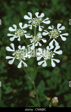 Mediterraneo (Hartwort Tordylium apulum), fioritura Foto Stock