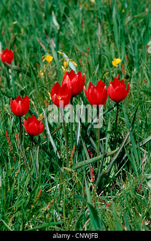 Doerfler's tulip (Tulipa doerfleri), fioritura, Grecia, Creta Foto Stock