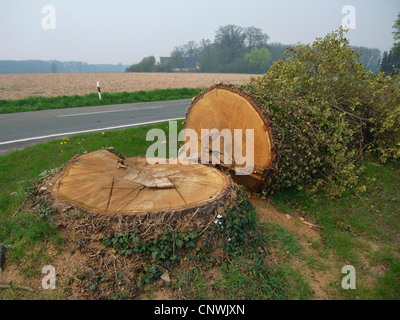 Comune di Quercia farnia, farnia (Quercus robur), abbattuto albero a una strada, Germania Foto Stock