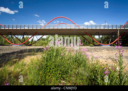 Fireweed, fioritura sally, rosebay willow-erba, grande willow-herb (Epilobium angustifolium, Chamaenerion angustifolium), il nuovo ponte in Ripshorst natura industriale in Gleispark Frintrop, in Germania, in Renania settentrionale-Vestfalia, la zona della Ruhr, Oberhausen Foto Stock