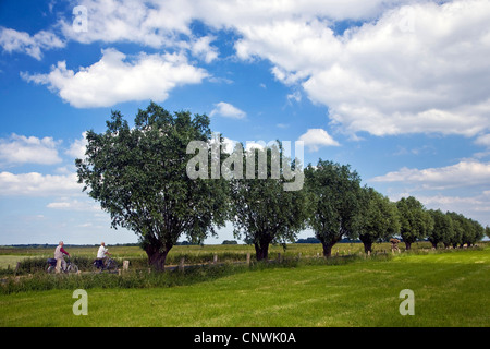 Willow, vimini (Salix spec.), bikers su un cycleway con salici pollarded a Bislicher Insel nella regione del Basso Reno, Niederrhein, in Germania, in Renania settentrionale-Vestfalia, Bislich Foto Stock