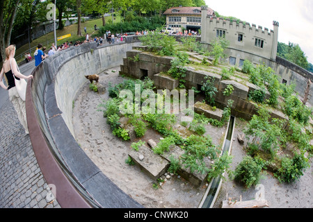 L'orso bruno (Ursus arctos), l'orso bruno nel giardino zoologico, Svizzera Foto Stock