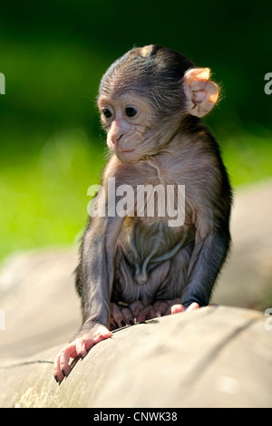 Barberia ape, barbary macaque (Macaca sylvanus), un paio di settimane baby sitter su un trunk giacente in erba Foto Stock