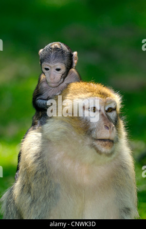 Barberia ape, barbary macaque (Macaca sylvanus), madre con un paio di settimane bambino sul retro Foto Stock