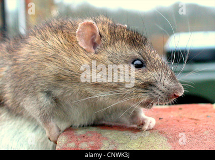 Ratto ratto marrone (Rattus norvegicus) un bel ritratto della più comune foundi ratto n del Regno Unito. Essi producono circa quaranta giovani un anno e sono in grado di riprodursi a partire dall'età di undici settimane ! Considerate come parassiti portano malattia e vivere vicino all'umanità. Foto Stock