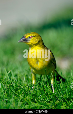 Village weaver, Pezzata-backed weaver (Ploceus cucullatus, Textor cucullatus), femmina seduto in erba Foto Stock