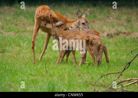 Il capriolo (Capreolus capreolus), madre feedin tre cerbiatti in un prato a margine della foresta, Germania Foto Stock