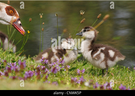 Oca egiziana (Alopochen aegyptiacus), adulti con due pulcini a waterside pieno di fiori, Germania Foto Stock