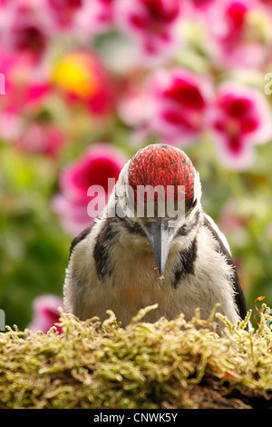 Picchio rosso maggiore (Picoides major, Dendrocopos major), capretti su mossy legno morto con la sua testa rossa nella parte anteriore di fiori rossi, Germania Foto Stock