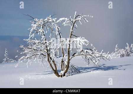 Coperte di neve pianura con singole bussole al Schwarzwaldhochstrasse, GERMANIA Baden-Wuerttemberg, Foresta Nera, Hornisgrinde Foto Stock