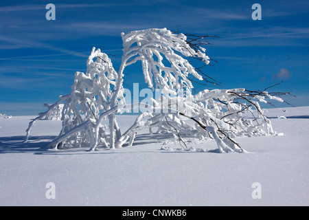 Coperte di neve pianura con singole bussole al Schwarzwaldhochstrasse, GERMANIA Baden-Wuerttemberg, Foresta Nera, Hornisgrinde Foto Stock