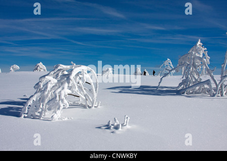 Coperte di neve pianura con singole bussole al Schwarzwaldhochstrasse, GERMANIA Baden-Wuerttemberg, Foresta Nera, Hornisgrinde Foto Stock