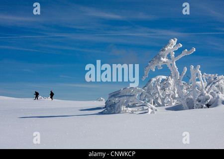 Due viandanti su una coperta di neve pianura con alberi singoli al Schwarzwaldhochstrasse, GERMANIA Baden-Wuerttemberg, Foresta Nera, Hornisgrinde Foto Stock