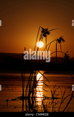 Galanga (Cyperus spec.), in acqua al tramonto, Sud Africa, Kwazulu-Natal, maggiore Santa Lucia le zone umide Park Foto Stock