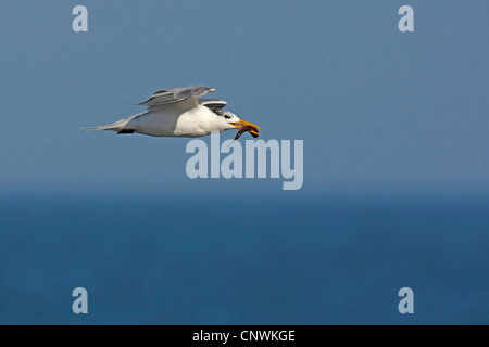 Maggiore crested tern (Thalasseus bergii, Sterna bergii) volando con un pesce pescato nel becco, Sud Africa, Bird Island, Lamberts Bay Foto Stock