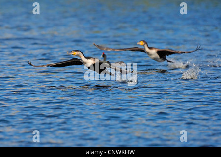 Bianco-breasted cormorano (Phalacrocorax lucidus), di due uccelli tenuto fuori dalla superficie di un lago, Sud Africa, Western Cape, Intaka Island Foto Stock