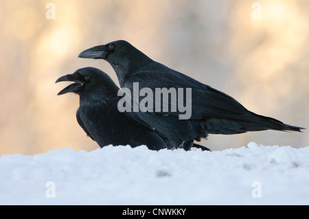 Comune di corvo imperiale (Corvus corax), due individui nella neve, Norvegia, Lauvsnes, Foto Stock