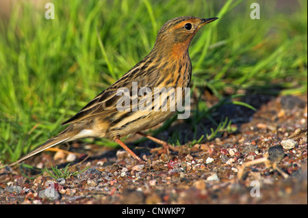 Rosso-throated pitpit (Anthus cervinus), seduto a terra, Grecia, Lesbo, Grecia, Lesbo Foto Stock