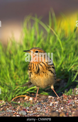 Rosso-throated pitpit (Anthus cervinus), seduto a terra, Grecia, Lesbo Foto Stock