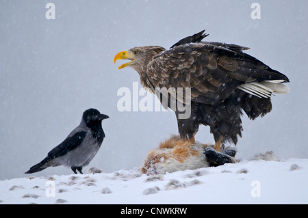 White-tailed sea eagle (Haliaeetus albicilla), la lotta con una cornacchia mantellata per un cadavere, Norvegia Foto Stock