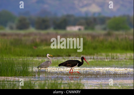 Cicogna Nera (Ciconia nigra), in cerca di cibo in una palude con un airone cenerino da vicino, Grecia, Lesbo Foto Stock