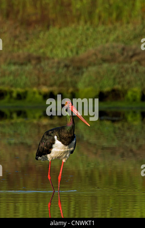 Cicogna Nera (Ciconia nigra), stalking nelle tranquille acque poco profonde, Grecia, Lesbo Foto Stock