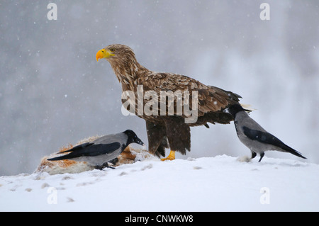 White-tailed sea eagle (Haliaeetus albicilla), seduti al cadavere di una volpe con cornacchie grige, Norvegia Foto Stock